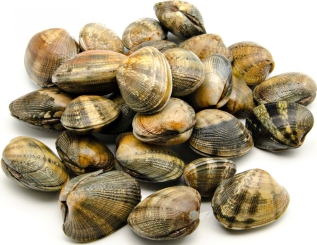 Clams
