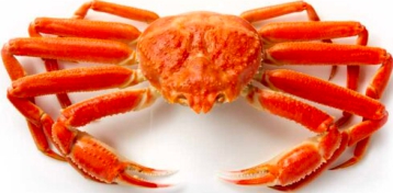 Crab