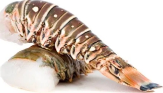 Lobster