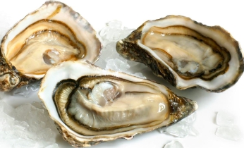 Oysters
