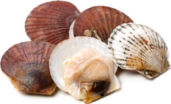 Scallops