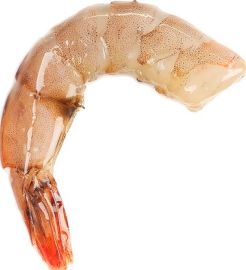 Shrimp