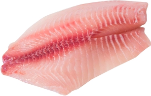 Tilapia