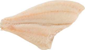 Turbot